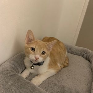 Meet your Posher, Caroline